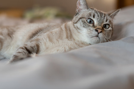 Cute cat staring