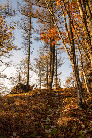 Walking through a beautiful autumn forestの写真素材