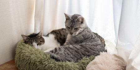 Two cats relaxing by the window