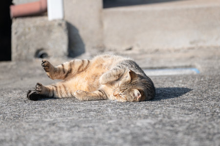 A cute stray cat lying down to show off