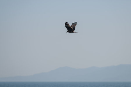 Black kite flying in the sky