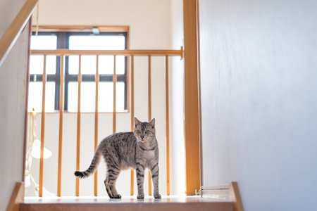 Cat walking in the houseの写真素材