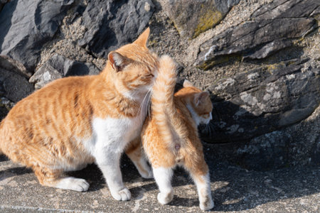 Two stray cats relaxingの写真素材