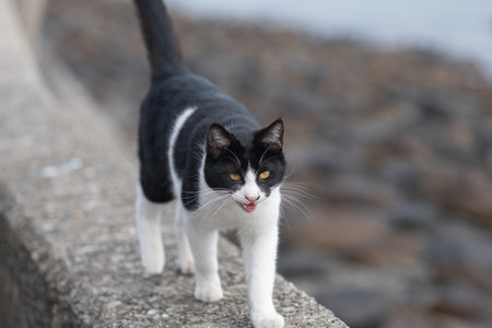 A cute stray cat walking along the embankmentの写真素材