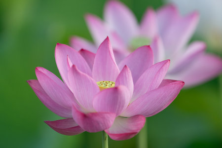 Beautiful lotus flowerの写真素材