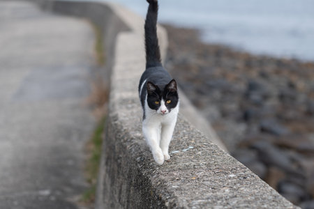 A cute stray cat walking along the embankmentの写真素材