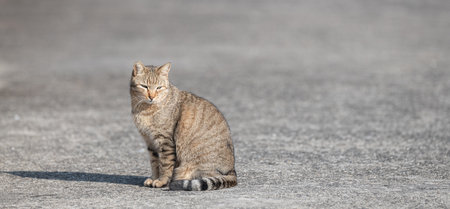Cute cat sitting