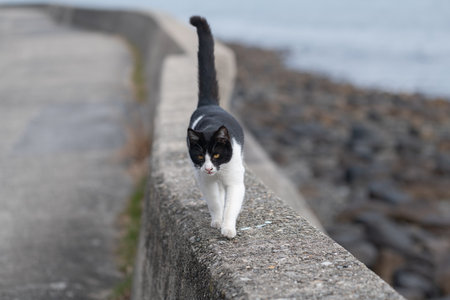 A cute stray cat walking along the embankmentの写真素材