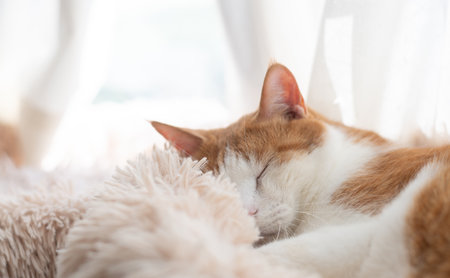 Cute cat sleeping by the windowの写真素材