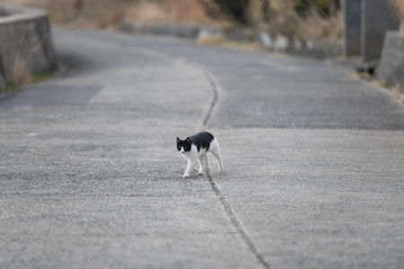 Cute stray cat walking aroundの写真素材