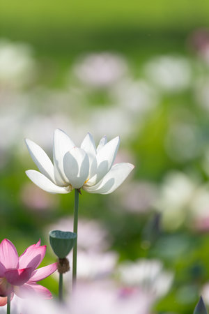 Beautiful lotus flowerの写真素材