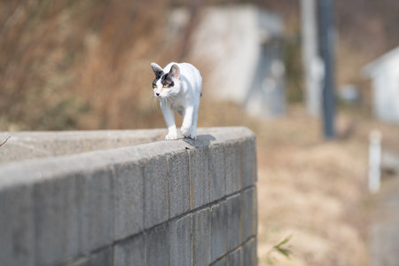 A cute stray cat walking along the embankmentの写真素材