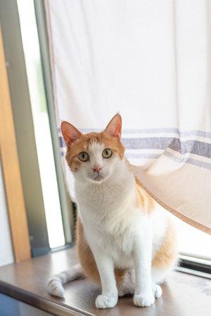 Cute cat looking out the windowの写真素材