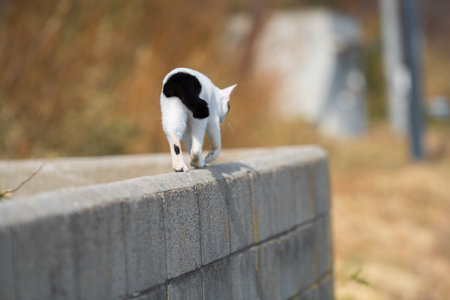 A cute stray cat walking along the embankmentの写真素材