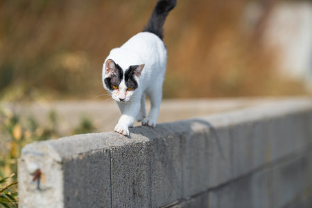 A cute stray cat walking along the embankmentの写真素材