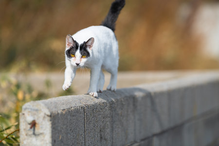 A cute stray cat walking along the embankmentの写真素材