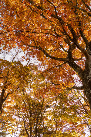 Walking through a beautiful autumn forest