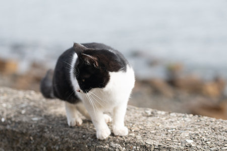 A cat relaxing on the bankの写真素材
