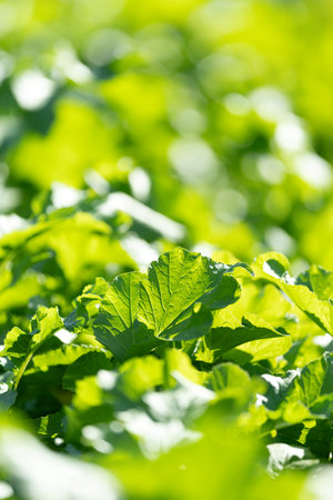 Sunlit cabbage fieldの写真素材