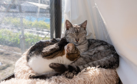 Two cats relaxing by the windowの写真素材