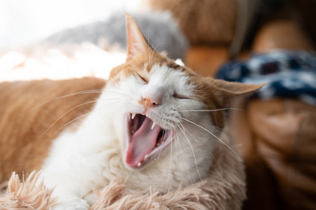 Cute cat yawningの写真素材