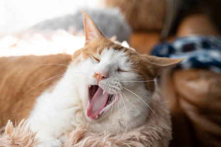 Cute cat yawningの写真素材