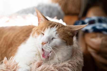 Cute cat yawningの写真素材