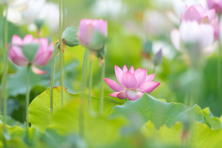 Beautiful lotus flowerの写真素材