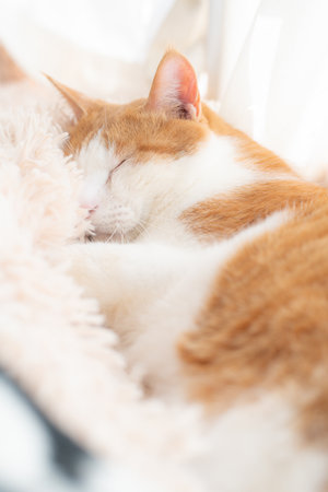 Cute cat sleepingの写真素材