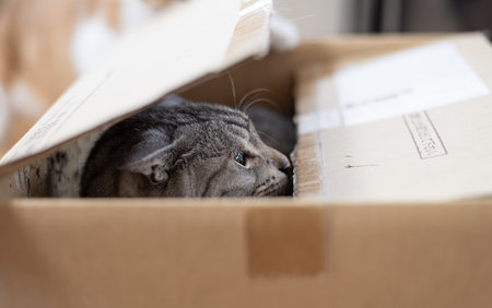 Cute cat peeking out of a cardboard box