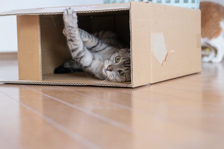 Cute cat peeking out of a cardboard boxの写真素材