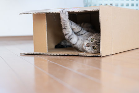 Cute cat peeking out of a cardboard boxの写真素材