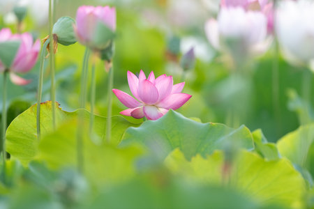 Beautiful lotus flowerの写真素材