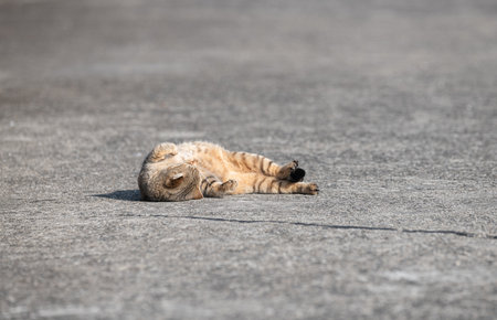 A cute stray cat lying down to show off