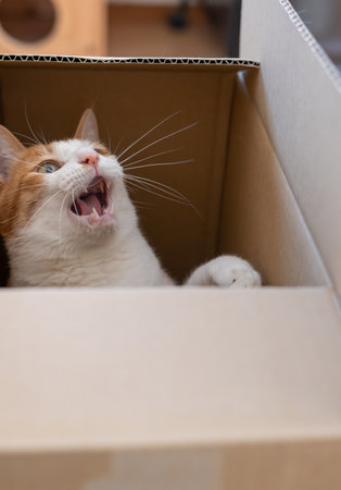 Cat in a cardboard box