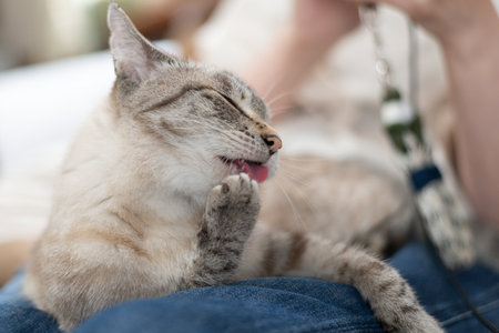 Cute cat grooming itself on its owner's lapの写真素材