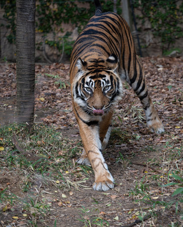 Walking Sumatran Tiger