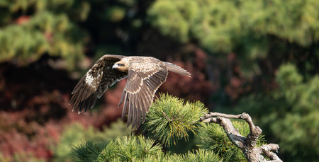 Black kite flying in the sky