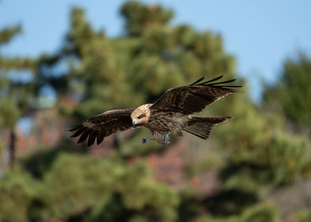 Black kite flying in the sky