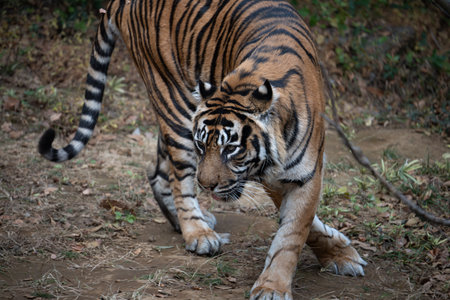 Walking Sumatran Tiger