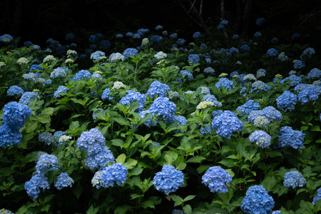 Beautifully blooming hydrangea flowers