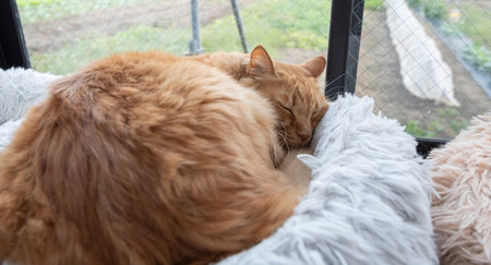 Cute cat sleeping by the windowの写真素材
