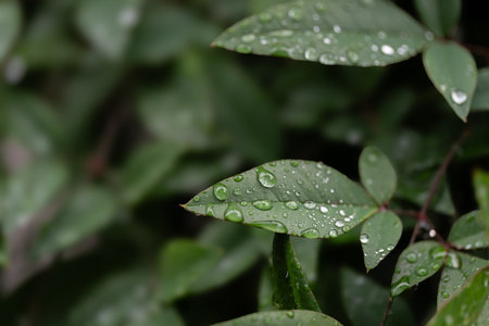 Rain-soaked leaves