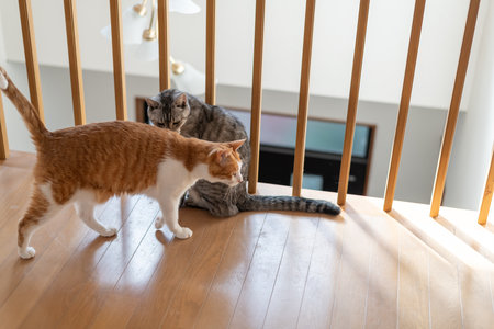 Two cats indoors