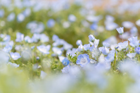 Cute nemophila flowers in full bloomの写真素材