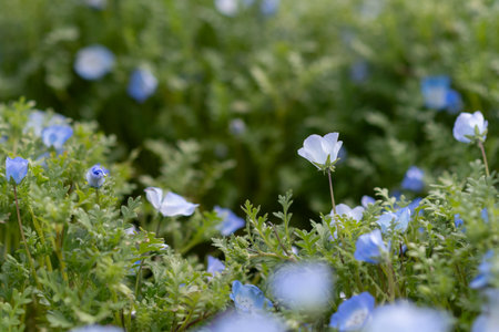 Cute nemophila flowers in full bloomの写真素材