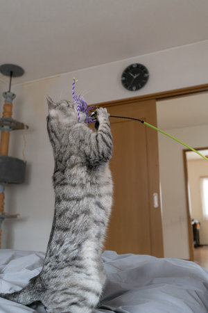 Cute cat playing with a toy