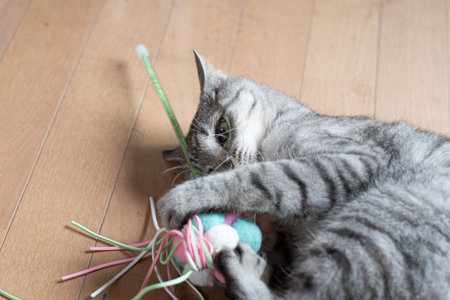 Cute cat playing with a toyの写真素材