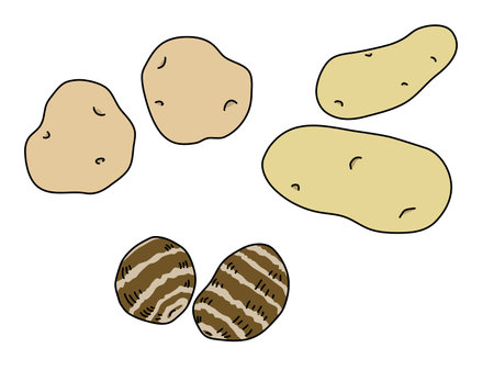 Simple potato and taro illustration. With outline.のイラスト素材