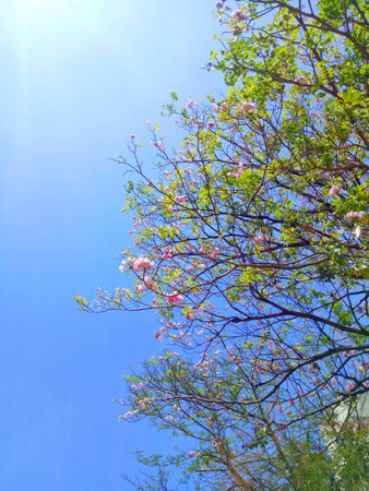 Bright sky and treeの写真素材